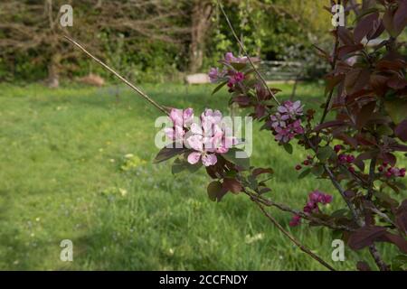 Primavera fioritura Pink Blossom su un albero di granchio Apple (Malus x robusta 'Red Sentinel') in un frutteto in un Country Cottage Garden in Devon Rurale, Inghilterra Foto Stock
