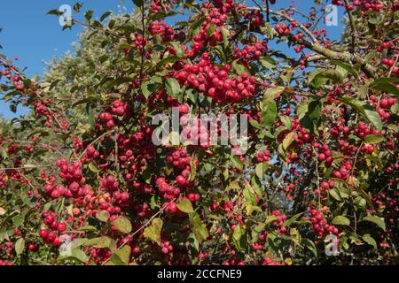 Frutti rossi autunnali su un albero di mele di granchio (Malus x robusta 'Red Sentinel') in un giardino rurale nel Devon Rurale, Inghilterra, Regno Unito Foto Stock