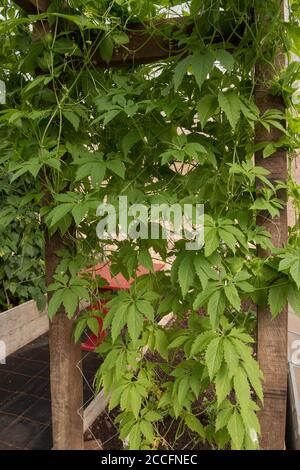 Achochcha (Cyclanthera pedata) che cresce in un Polifunnel su un giardino vegetale a Devon, Inghilterra, Regno Unito Foto Stock