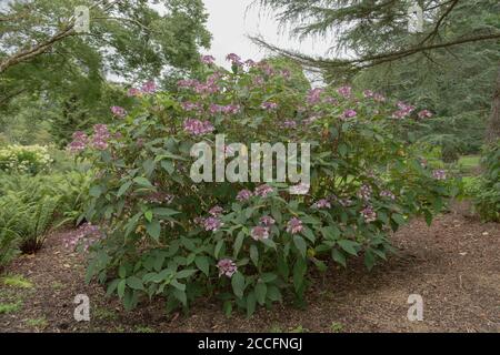 Estate fioritura Rough Leaved arbusto di Hydrangea (Hydrangea Aspera 'Anthony Bullivant') che cresce in un giardino in Devon Rurale, Inghilterra, Regno Unito Foto Stock