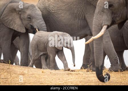 Elefante bambino che cammina tra la sua mandria su una sabbia asciutta Riva del fiume a Kruger Park Sud Africa Foto Stock