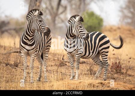 Due zebra guardando avviso in piedi in asciutto inverno Bush in Kruger Park Sud Africa Foto Stock