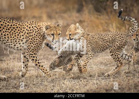 La madre di ghepardo e i suoi tre cuccioli che cacciano un coniglio A Ndutu Tanzania Foto Stock