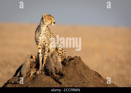 Madre di ghepardo e quattro cute cuccioli che si nutrono mentre si siede sopra Un grande tumulo di termite al sole dorato del pomeriggio a Serengeti Tanzania Foto Stock