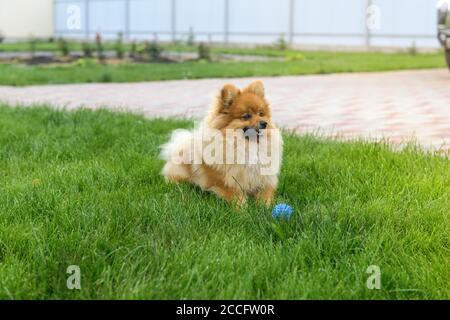 Pomeranian Spitz giocando sul prato verde vicino alla casa. spitz Pomeraniano. Cani cute spitz Foto Stock