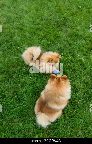 Pomeranian Spitz giocando sul prato verde vicino alla casa. spitz Pomeraniano. Cani cute spitz Foto Stock