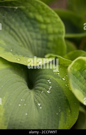 Gocce di pioggia sulle foglie perenni di Hosta Foto Stock