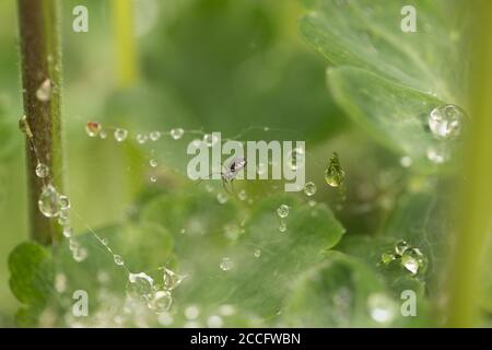 Ragno e gocce di pioggia su una rete di ragno, sfondo verde naturale sfocato Foto Stock