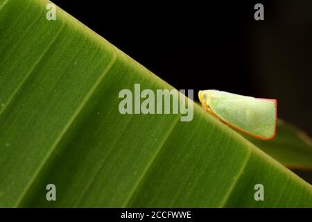 Un plantopper seduto su una foglia di banana Foto Stock