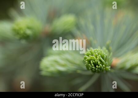 Abete rosso Sprout primo piano, bokeh sfondo Foto Stock