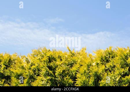 La siepe di abeti. Foto Stock