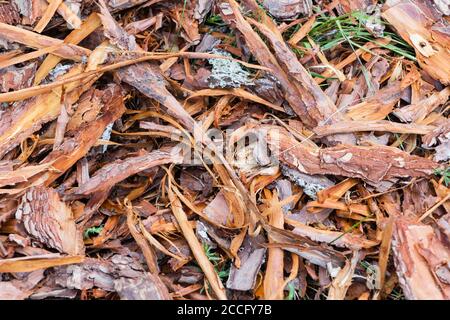 Segatura per il giardino. Tessitura di corteccia di albero che giace sulla  terra. Sfondo da una corteccia di albero. Corteccia decorativa, pacciame,  pacciamatura. Trucioli decorativi di legno Foto stock - Alamy