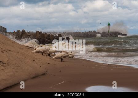 i cigni bianchi nascondono la testa in piume dalle grandi onde e vento soffiato dal vento durante la tempesta Foto Stock