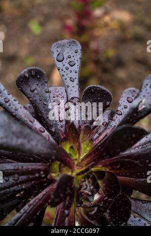 Perline d'acqua sulle foglie carnose della pianta di Aeonium Zwartkop. Foto Stock