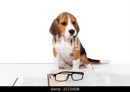 Simpatico cucciolo di aquila con un libro e bicchieri. Foto Stock