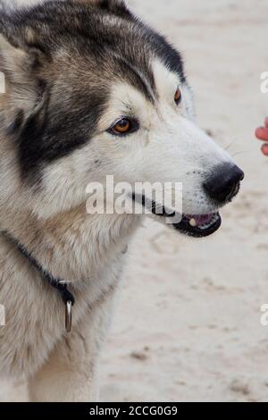 Cane Husky. Cane su uno sfondo chiaro. Primo piano del cane. Foto Stock