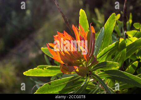 Le nuove foglie rosse del bush Common Sugar, Protea caffra, retroilluminate dalla luce del tardo pomeriggio Foto Stock