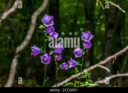 Fiore blu - Campanula persicifolia Foto Stock