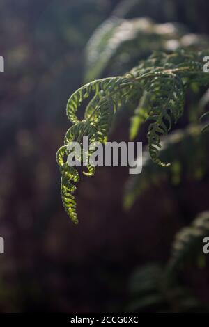 Il backlit appassionato di sette settimane felci contro a. Sfondo scuro in una foresta riparata Afromontane nel centro Drakensberg Montagne del Sud Africa Foto Stock