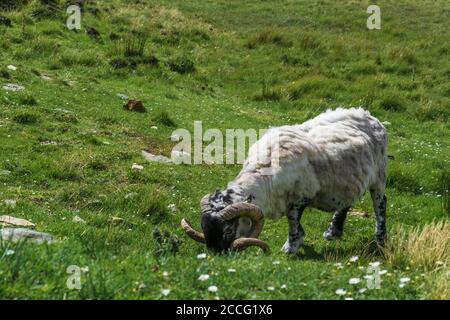 La pecora di montagna Black Face vicino Slieve League Cliffs, Irlanda Foto Stock