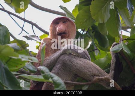 Scimmia di Proboschi al Parco Nazionale di Bako, Borneo, Kuching, Sarawak malesia Foto Stock