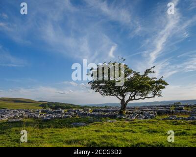 Winskill Stones vicino a Langcliffe in Ribblesdale Yorkshire Foto Stock