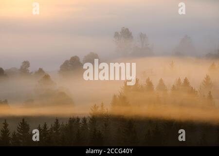 Nebbia nel Pupplinger Au all'alba, Isarauen riserva naturale, tra Icking e Wolfratshausen, alta Baviera, Baviera, Germania Foto Stock