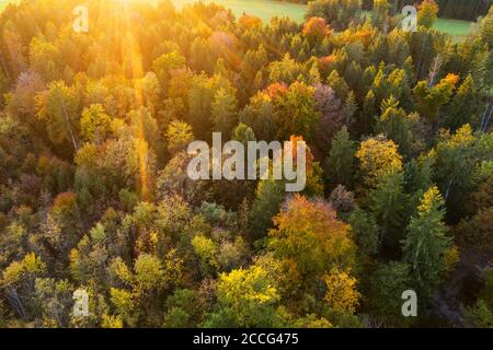 Autunno foresta mista al tramonto, vicino Königsdorf, Tölzer Terra, vista aerea, alta Baviera, Baviera, Germania Foto Stock