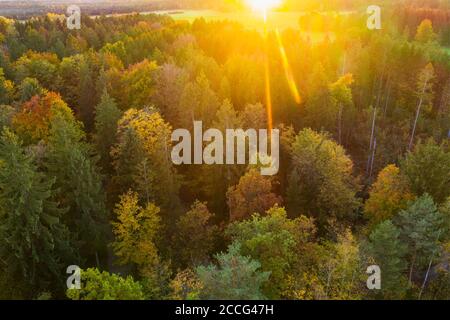 Autunno foresta mista al tramonto, vicino Königsdorf, Tölzer Terra, vista aerea, alta Baviera, Baviera, Germania Foto Stock