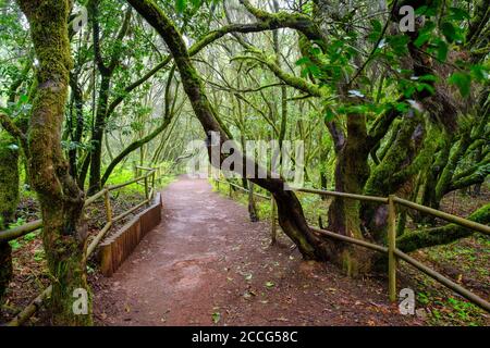 Percorso forestale nella foresta di alloro, Laguna Grande, Parco Nazionale di Garajonay, la Gomera, Isole Canarie, Spagna Foto Stock