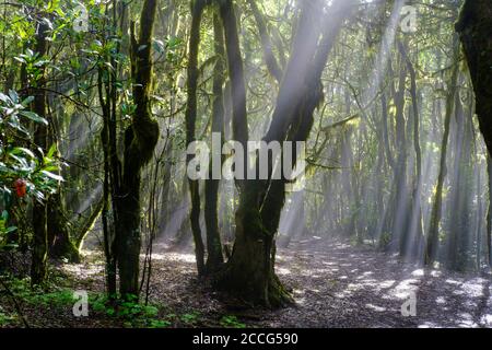 Raggi solari nella nebbia, percorso forestale nella foresta pluviale, Garajonay Parco Nazionale, la Gomera, Isole Canarie, Spagna Foto Stock