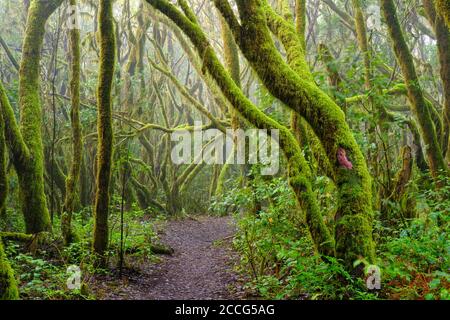 Percorso forestale e alberi di muschio nella foresta di nubi, Garajonay Parco Nazionale, la Gomera, Isole Canarie, Spagna Foto Stock