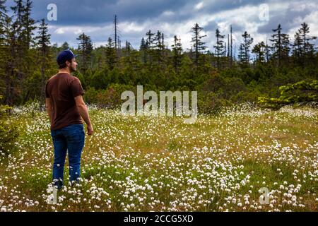 Europa, Germania, Baviera, Foresta Bavarese, Parco Nazionale, uomo in piedi in fiore campo di cotone gras Foto Stock