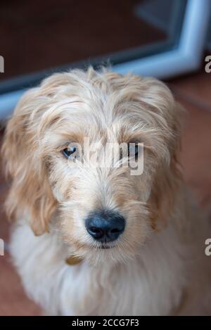 Giovane cane, Mini Goldendoodle, croce tra poodle in miniatura e Golden Retriever Foto Stock
