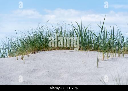 Ambiente naturale protetto di dune di sabbia con erbe selvatiche e
