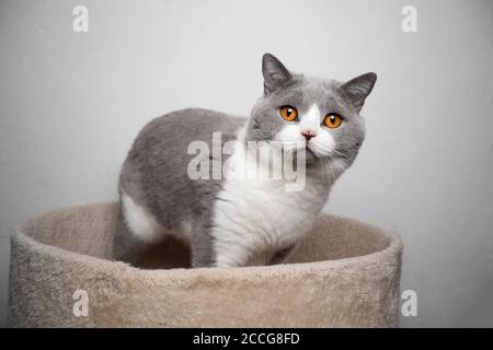 bellissimo gatto shorthair britannico blu bianco in piedi sul letto di animale domestico guardando la macchina fotografica Foto Stock