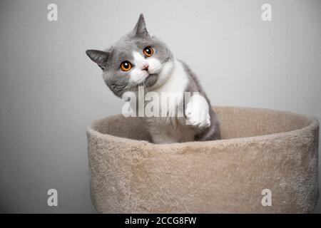 giocoso gatto shorthair britannico blu bianco alzando zampa in animale domestico letto Foto Stock