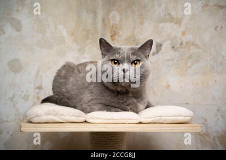 ritratto di un gatto britannico di shorthair poggiato sulla piattaforma superiore di graffiare il palo davanti a fondo di parete di calcestruzzo sporco Foto Stock