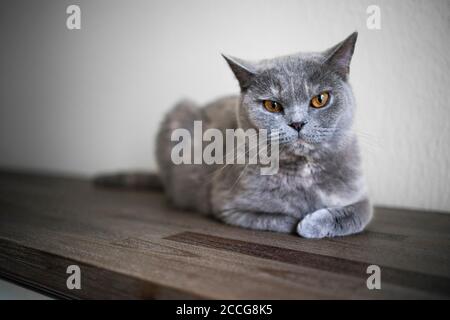 gatto britannico shorthair poggiato su cassetto di legno di fronte parete bianca con spazio per la copia che guarda alla fotocamera Foto Stock