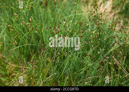 Juncus articulatus pianta in fiore Foto Stock