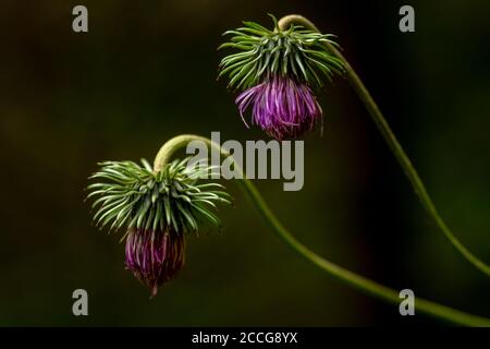 Fioritura del cardo alpino Foto Stock