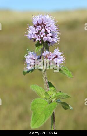 Acqua Menta Mentha aquatica Foto Stock