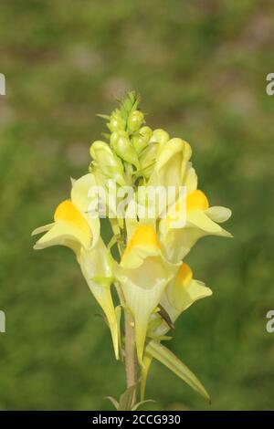Common Toadflax Linaria vulgaris Foto Stock