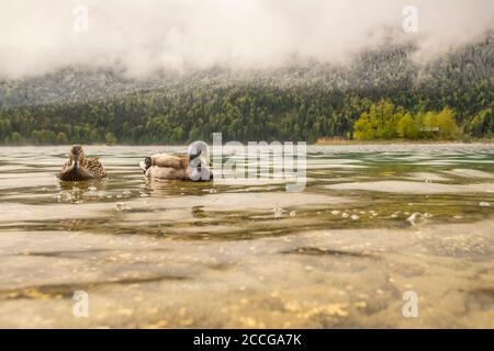 Un curioso paio di mallards sulle rive dell'Eibsee, sullo sfondo una delle isole e la foresta innevata con le nuvole in primavera Foto Stock