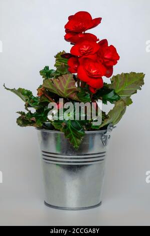 primo piano bouquet di fiori rossi begonia, vaso in metallo, foglie verdi, dettagli, sfondo luminoso Foto Stock