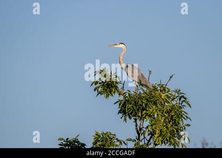 Airone grigio (Ardea cinerea) su una cima di un albero Foto Stock