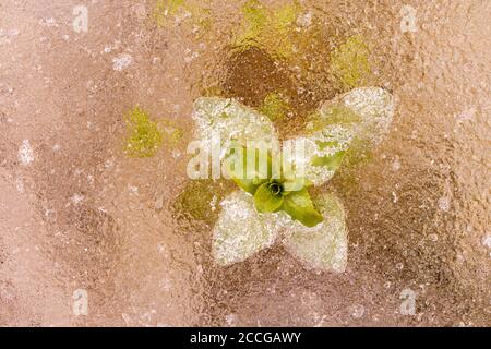 Menta congelata o menta acquea (Mmentha aquatica) Nel ghiaccio di un piccolo ruscello dell'Isar Foto Stock