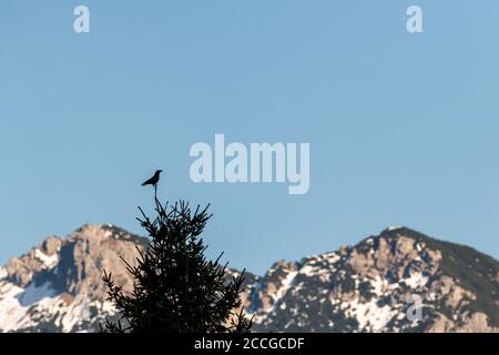 Un corvo tiene la guardia su una punta di abete rosso, sullo sfondo il Soierngruppe delle Alpi tedesche Foto Stock