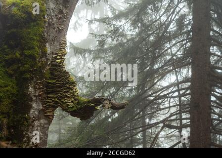 Funghi di albero su un vecchio faggio sotto il Herzogstand Sul lago Walchensee nella nebbia Foto Stock