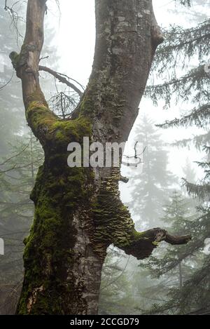 Funghi di albero su un vecchio faggio sotto il Herzogstand Sul lago Walchensee nella nebbia Foto Stock